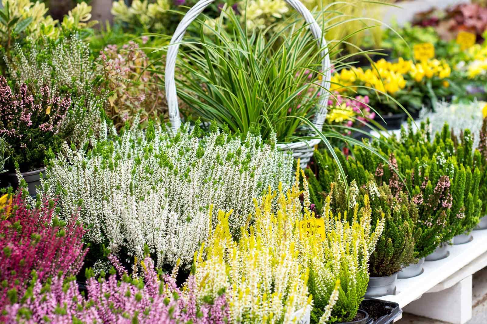 flowers in flower shop