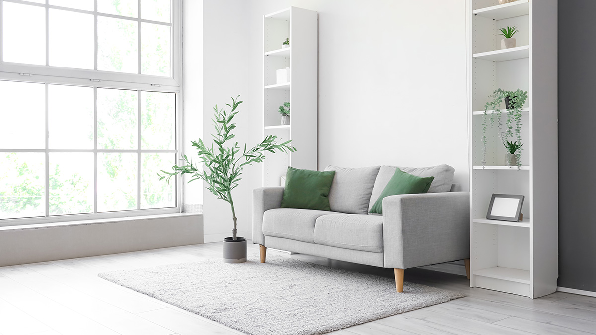 grey sofa and beautiful plant with white paint theme walls